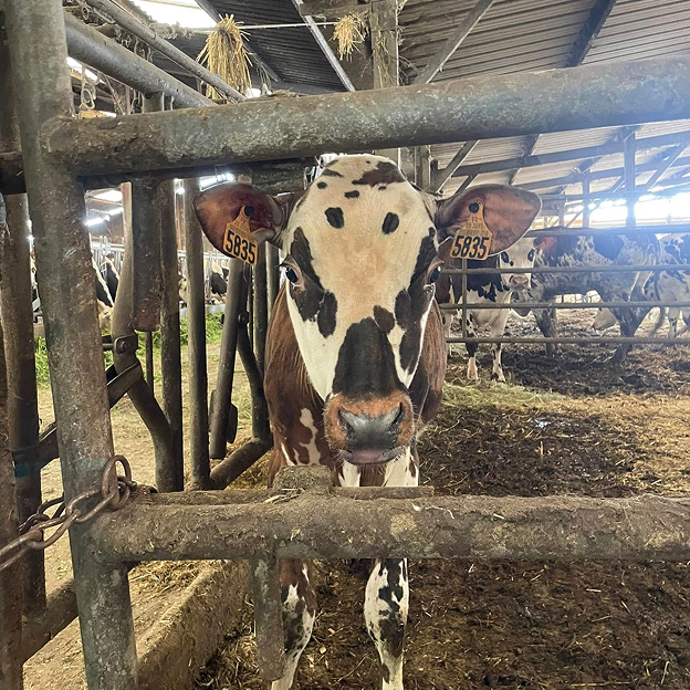 vache normandes blanche avec des taches mlarrons dans son enclos à La Bazoche-Gouet près de Chateaudun en Eure-et-Loir 28